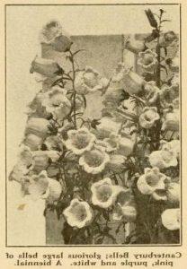 《多年生植物小书》中发现的坎特伯雷钟的图像