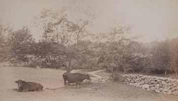 T. K. 洛斯罗普的奶牛在贝弗利农场的草地上[第二视图]照片
