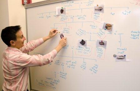 Ondine LeBlanc Building the Shattuck Family Tree on a White Board in the publications office